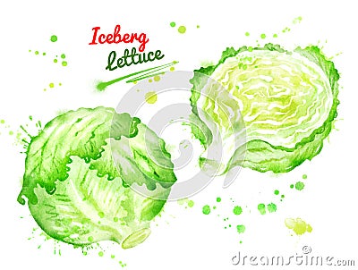 Watercolor illustration of iceberg lettuce Cartoon Illustration