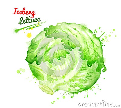 Watercolor illustration of iceberg lettuce Cartoon Illustration