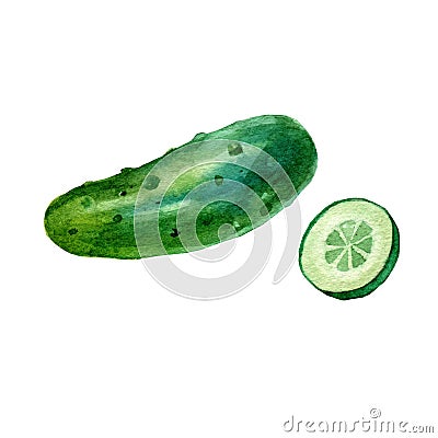 Watercolor illustration, image of cucumber and cucumber slices Cartoon Illustration