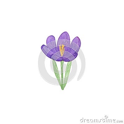 Watercolor illustration, isolated violet crocus flower, hand drawn simple springtime image, first spring garden plant, floral Cartoon Illustration