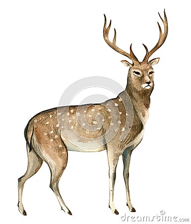 Watercolor illustration on white background. A brown deer stands. Splashes sketch of wild forest north animals Cartoon Illustration