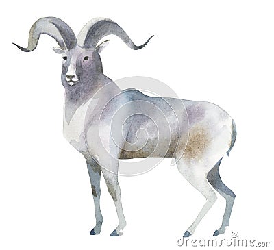 Watercolor illustration isolated on white background. A gray mountain sheep stands. Splashes sketch of wild forest animals Cartoon Illustration