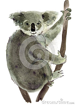 Watercolor illustration of Koala in white background. Cartoon Illustration