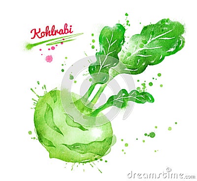 Watercolor illustration of kohlrabi Cartoon Illustration