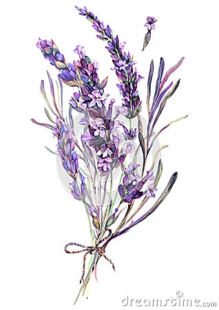 Watercolor Illustration of Lavender Bouquet Vector Illustration