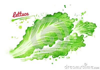 Watercolor illustration of lettuce Cartoon Illustration