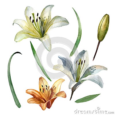 Watercolor illustration, lily flowers. Lily bud, lily flower, lily leaves. Separate items Cartoon Illustration