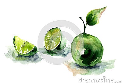 Watercolor illustration of Limes Cartoon Illustration