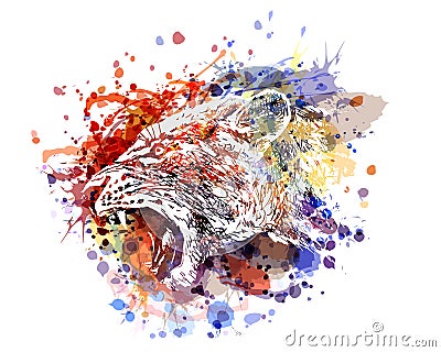 Vector color illustration of a lioness head Vector Illustration