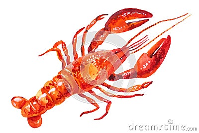 Watercolor illustration of lobster Cartoon Illustration
