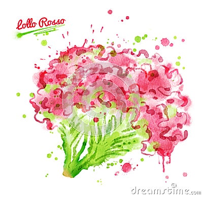 Watercolor illustration of lollo rosso salad Cartoon Illustration