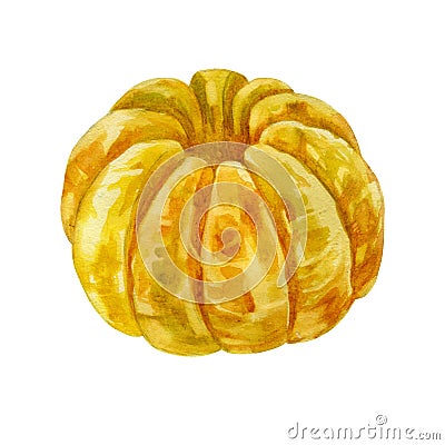 Watercolor illustration. Mandarin. The whole fruit of mandarin. Peeled tangerine Cartoon Illustration