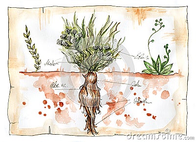 Watercolor illustration of Mandrake plant Cartoon Illustration