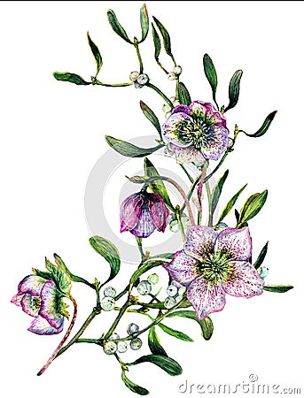 Watercolor Illustration of Mistletoe Branch Isolated on White Stock Photo