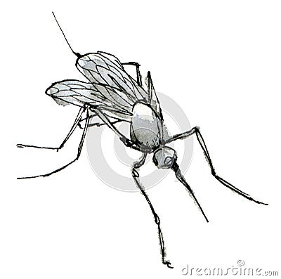 Watercolor illustration mosquito, a muted color sketch isolated on a white background. Elegant inset drawn by hand with Cartoon Illustration