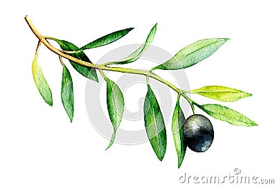 Watercolor illustration of olive branch on white background. Cartoon Illustration