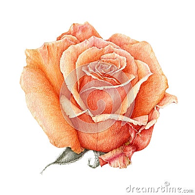 Watercolor illustration of a orange beautiful rose. Peach hand drawn flower in the full bloom. Isolated on white background. Cartoon Illustration
