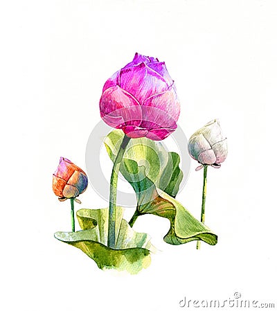 Watercolor illustration painting of leafs and lotus Cartoon Illustration