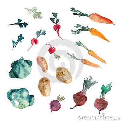 Watercolor illustration. Parsley, herb, beetroot, radish, cabbage, potatoesÐ± carrot isolated on white bacgkound. Set Cartoon Illustration