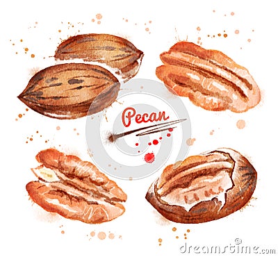 Watercolor illustration of pecan nut Cartoon Illustration