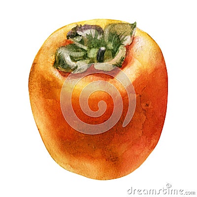 Watercolor illustration. Persimmon. The fruit of the persimmon Cartoon Illustration