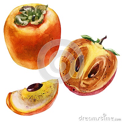 Watercolor illustration. Persimmon. Persimmon fruit, half persimmon, cut off part of persimmon. Cartoon Illustration