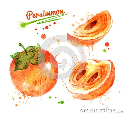 Watercolor illustration of persimmon Cartoon Illustration