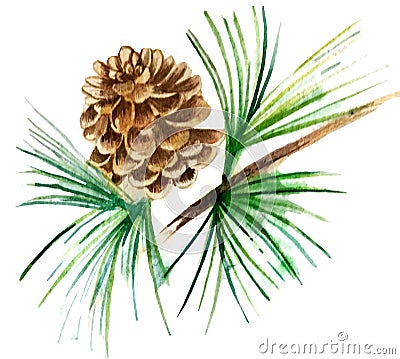 Watercolor illustration. pine cone on a branch Cartoon Illustration
