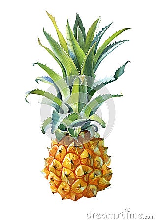 Watercolor illustration of a pineapple on white background Cartoon Illustration