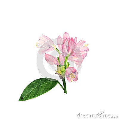 Watercolor illustration of pink rhododendron flowers and leaves on white Cartoon Illustration