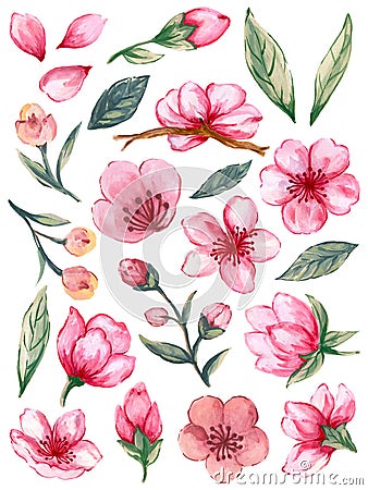 Watercolor Illustration pink Sakura Blossom green leaves foliage asain style for invitation card backdrop Stock Photo