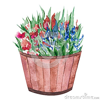 Watercolor illustration of a pot with flowers and green leaves. Wooden flowerpot with a flowering bush. Isolated clipart Cartoon Illustration