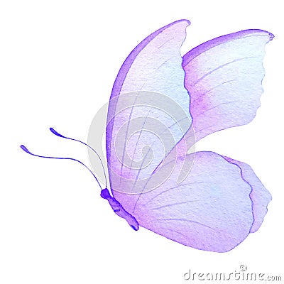 Watercolor illustration purple butterfly, hand-drawn, watercolor paper texture Cartoon Illustration