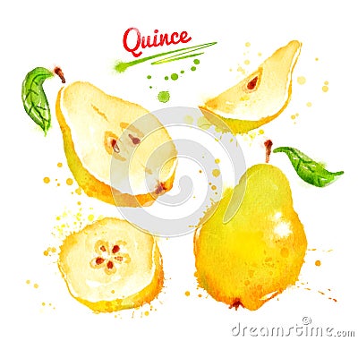 Watercolor illustration of quince Cartoon Illustration