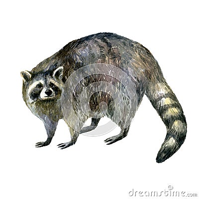 Watercolor illustration. Raccoon. Watercolor hand drawn forest animal Cartoon Illustration