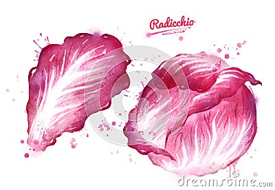 Watercolor illustration of radicchio salad Cartoon Illustration