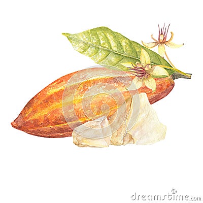 Watercolor illustration of red cocoa fruit with leaf and white cocoa butter . Isolated hand drawn illustration. Suitable Cartoon Illustration