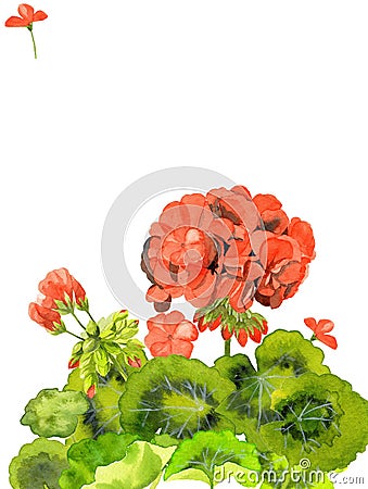 Watercolor illustration of red geranium flowers, design of blank invitation card, the template Cartoon Illustration