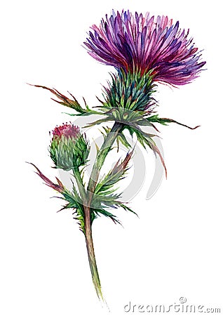 Watercolor Illustration of Red Thistle Vector Illustration