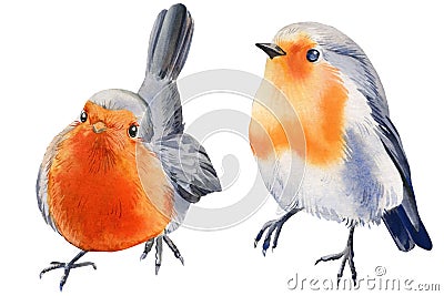 Watercolor illustration with robin bird. Christmas birds isolated on white background. Cartoon Illustration