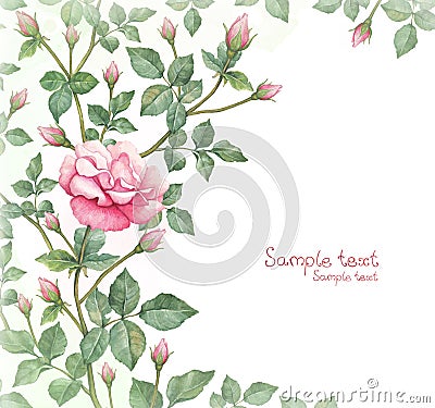 Watercolor illustration of rose flower Cartoon Illustration