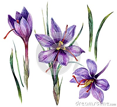 Watercolor Illustration of Saffron Flowers Vector Illustration