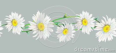 Watercolor illustration seamless border from field camomile hand-drawn on grey background. Watercolor floral natural Cartoon Illustration