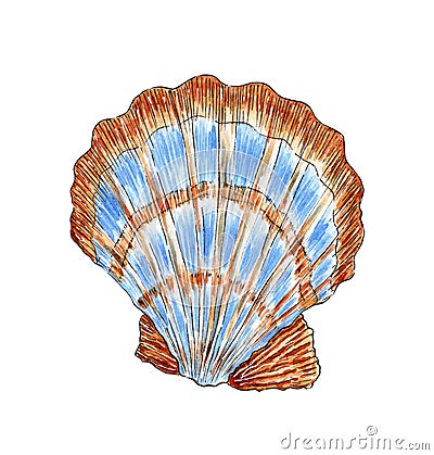 Watercolor illustration of a seashell scallop. Underwater world Vector Illustration