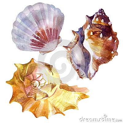 Watercolor illustration. Seashells, set. Summer theme, beach and relaxation Cartoon Illustration