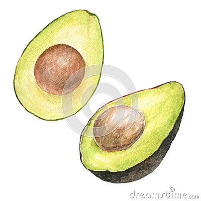 Watercolor illustration of set of appetizing green sliced hass avocados with pit, isolated Cartoon Illustration