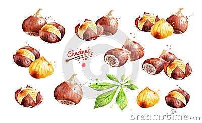 Watercolor illustration set of chestnut Cartoon Illustration