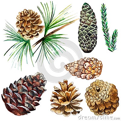 Watercolor illustration set of cones.objects Cartoon Illustration