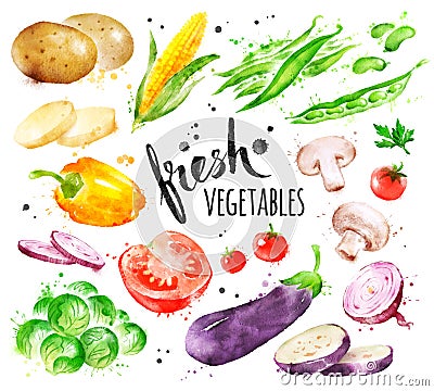 Watercolor illustration set of fresh vegetables Cartoon Illustration