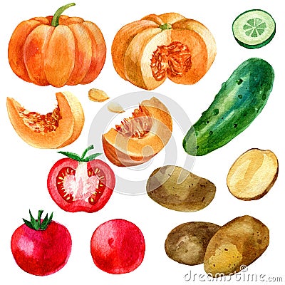 Watercolor illustration, set, image of vegetables, tomatoes, potatoes, pumpkin and cucumber. Cartoon Illustration
